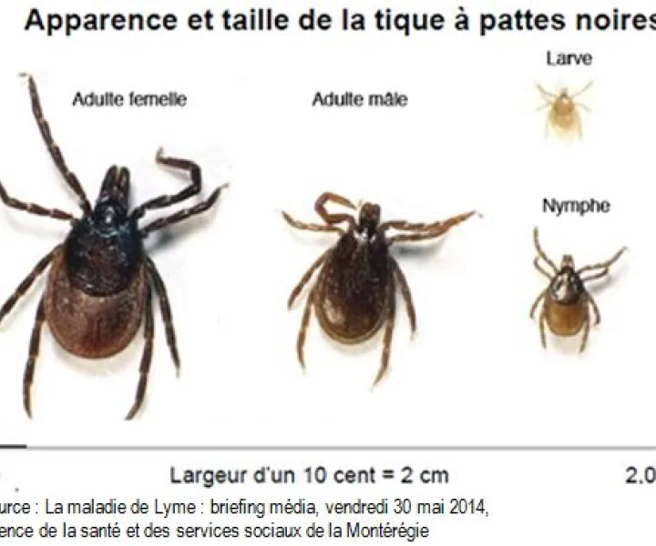 Avant qu'une Tique vous Pique - Santé et Service Sociaux - Québec